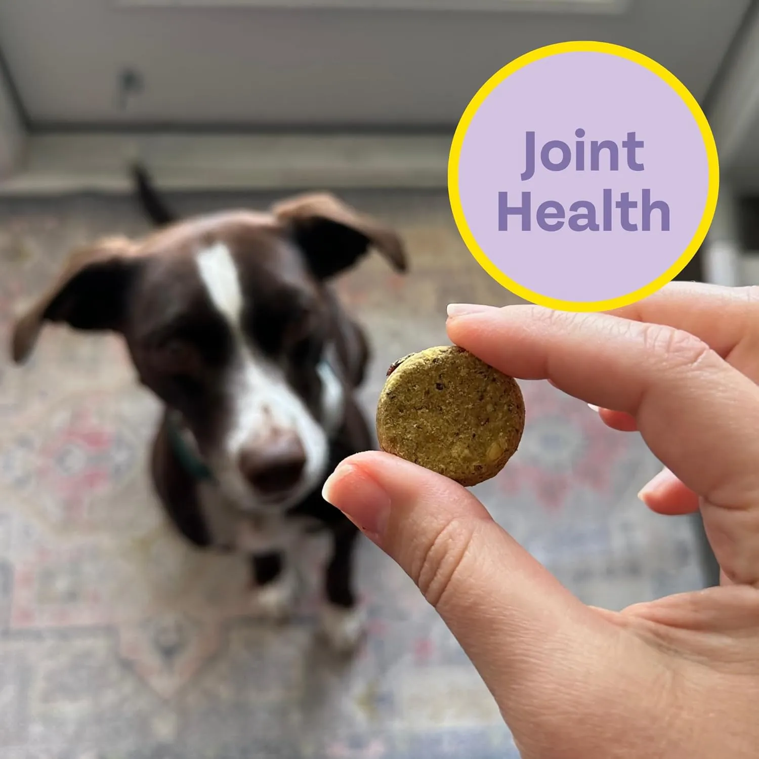 Chippin Blueberry Cricket Antioxidant Dog Biscuit (5oz, 2-Pack) | 100% Made in USA Natural Dog Treats | Chicken-Free, Hypoallergenic, Sustainable Human-Grade Protein | Puppies & Senior Dogs
