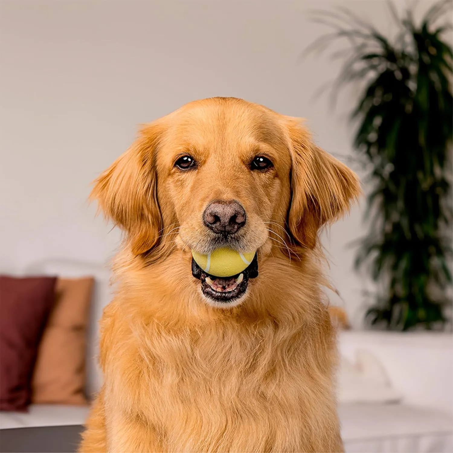 Playology Squeaky Chew Ball for Dogs | Engaging All-Natural Chicken Scented Toy for Medium Dogs up to 50lbs | Squeak, Fetch, and Play