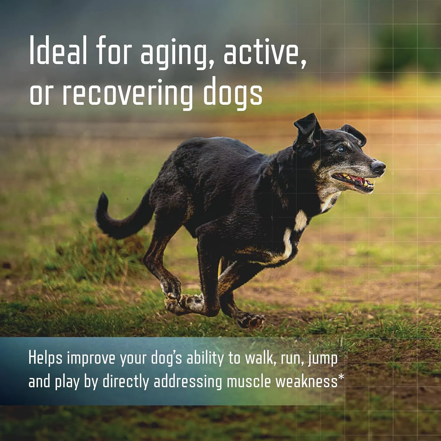 Virbac URSOLYX Soft Chews for Dogs | Muscle Health Support for Senior, Active or Recovering Dogs, Small | 60 Count 2- Month Supply
